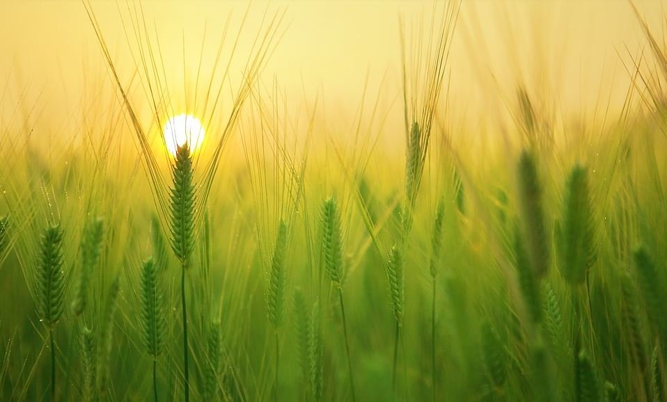 The Benefits of Preplanning Funeral Services   