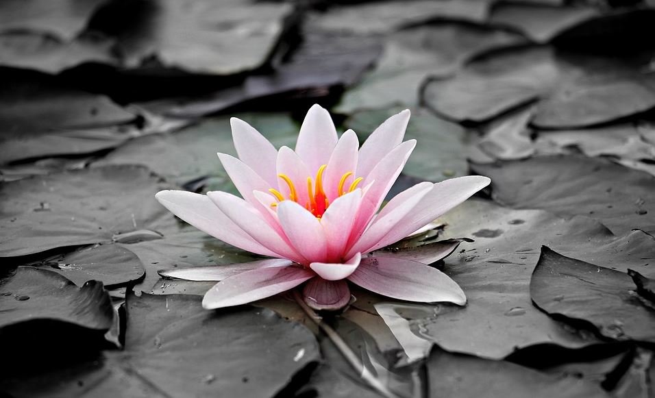 Direct Cremation Services  