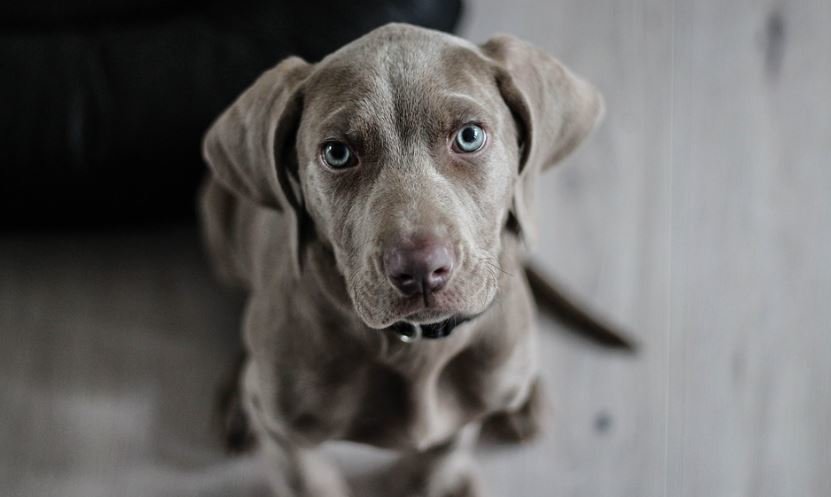 Funeral Homes and Pets 