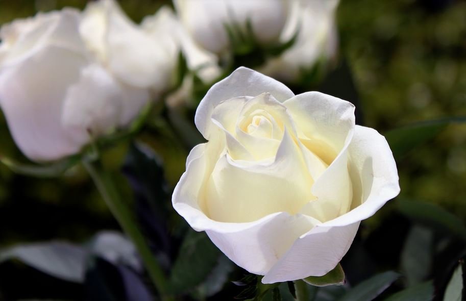 Talking to Children About Death and Funeral Homes 