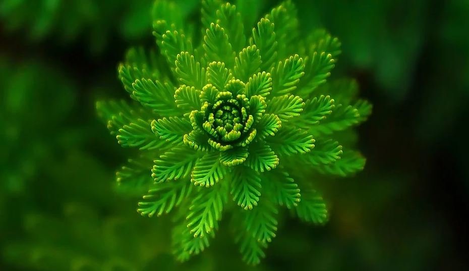 Green Burials