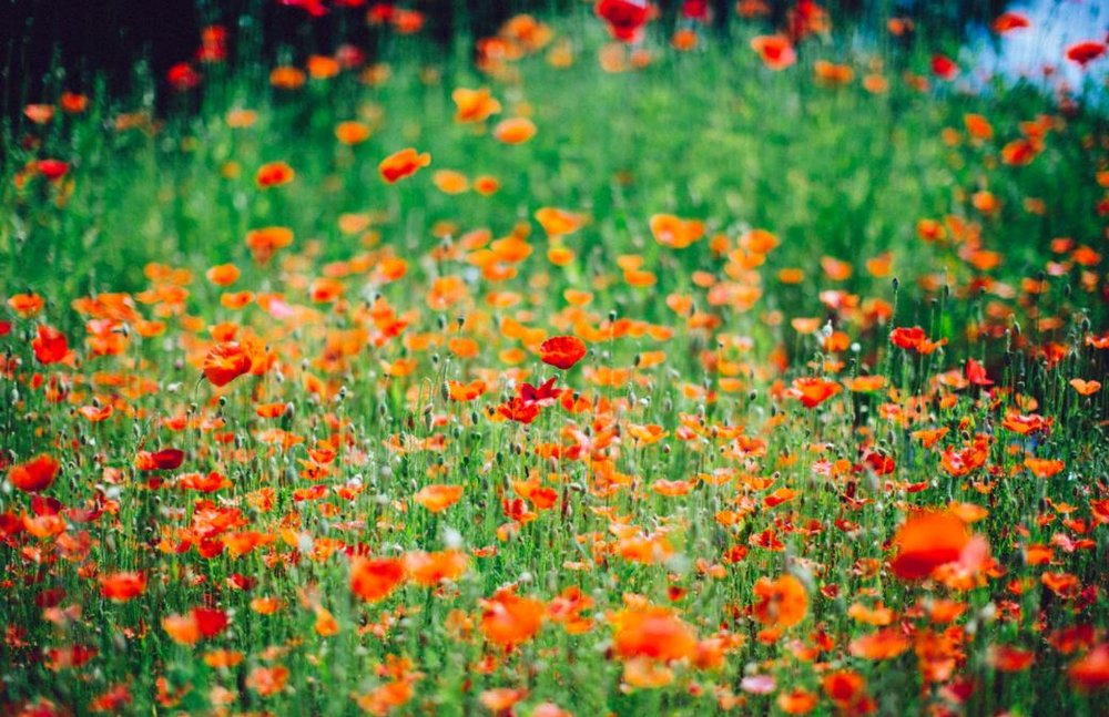 What to Think About When Planning a Memorial or Funeral  