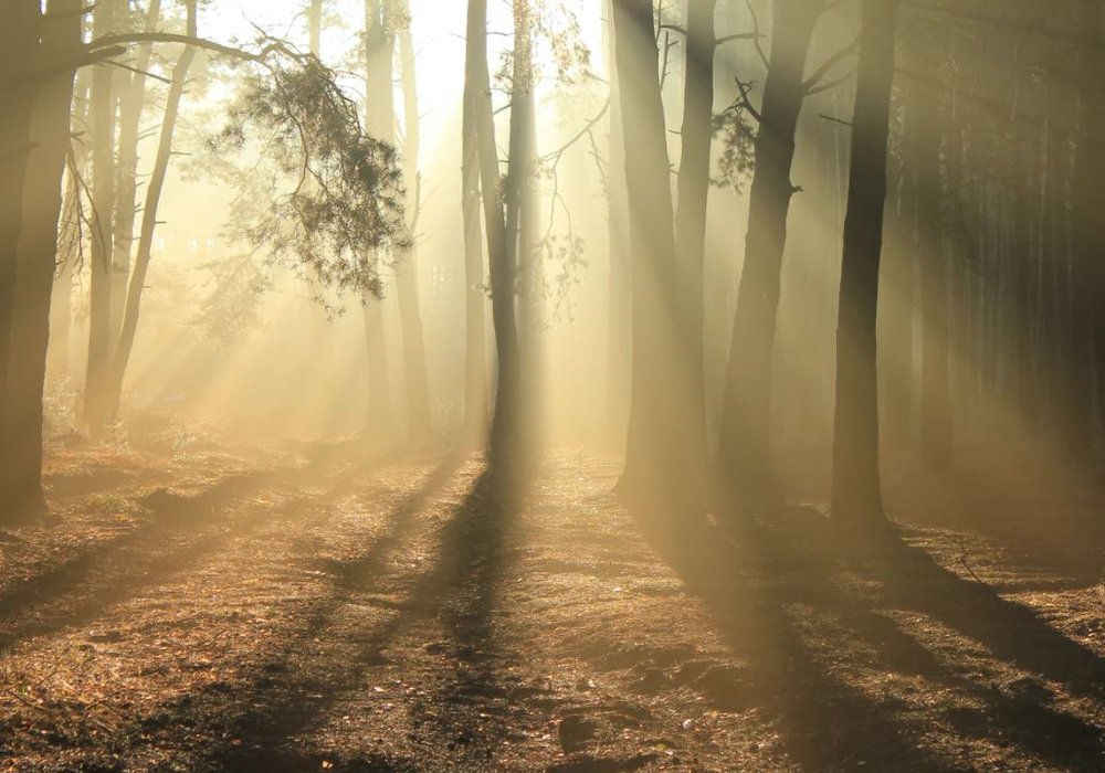 Cremation Service Questions and Their Answers  