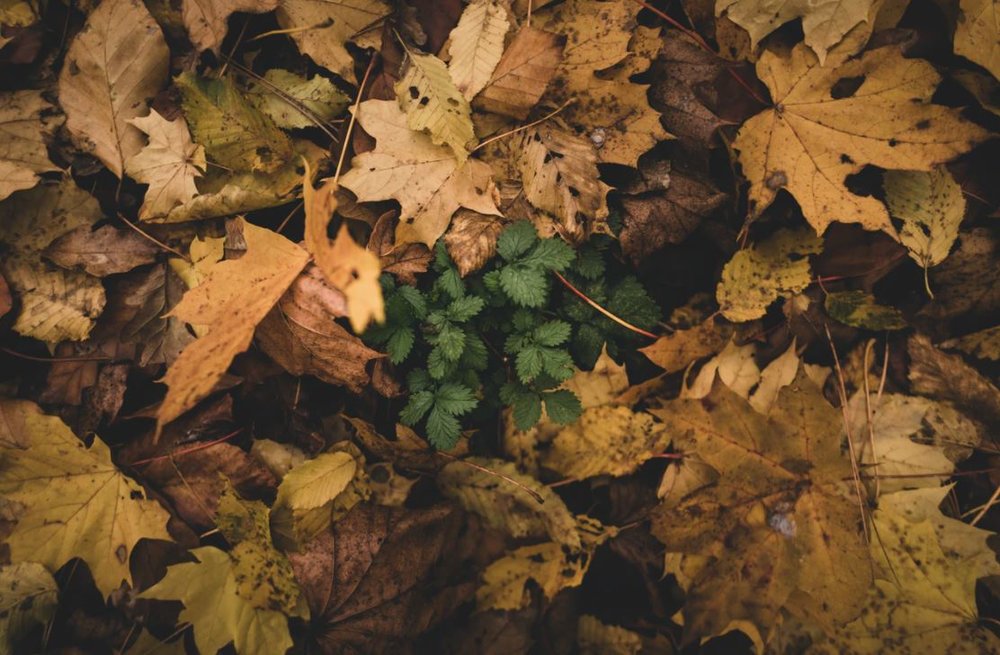 Funeral Home Services After Losing a Loved One Suddenly  
